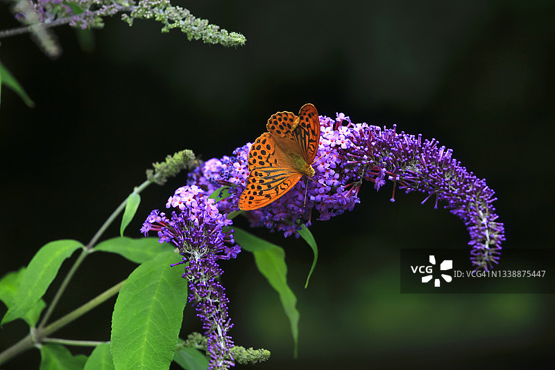 停留在紫色花朵上的橙色斑点蝴蝶图片素材