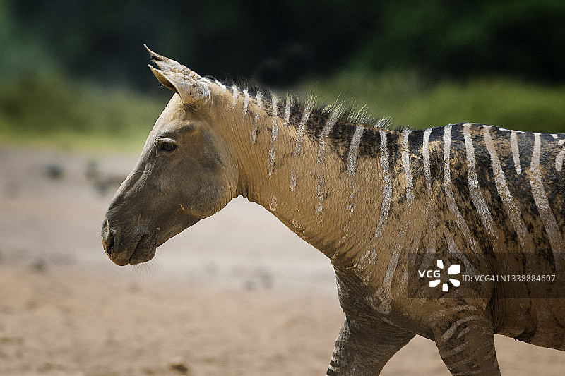 肯尼亚安博塞利独特斑马泥泞肖像图片素材