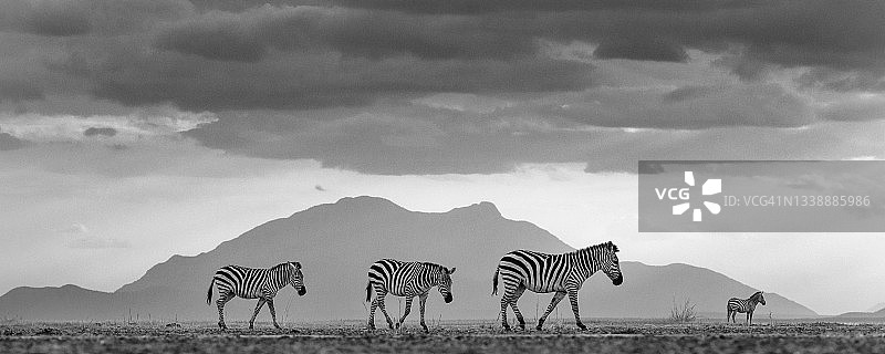 肯尼亚安博塞利斑马与壮丽天空和景观的黑白全景图片素材