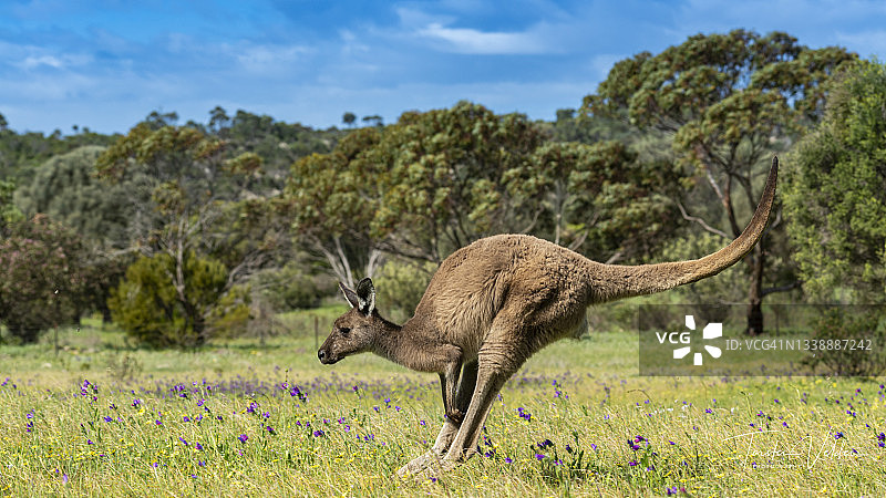袋鼠跳跃穿过春天草地图片素材