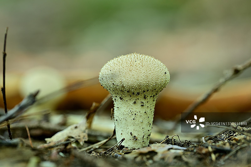 森林地面上的瓶状孢图片素材