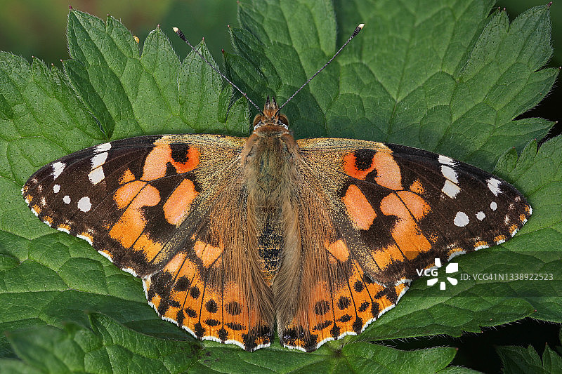 画蝴蝶夫人图片素材