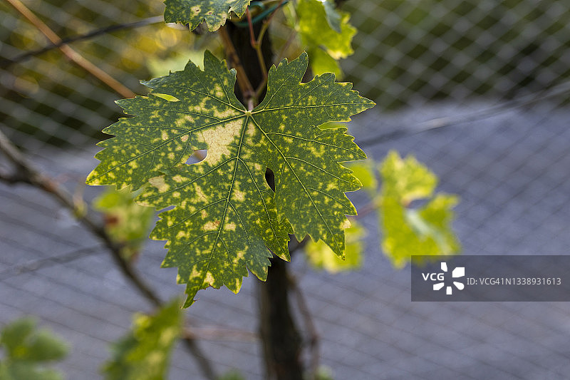 秋天的葡萄叶图片素材