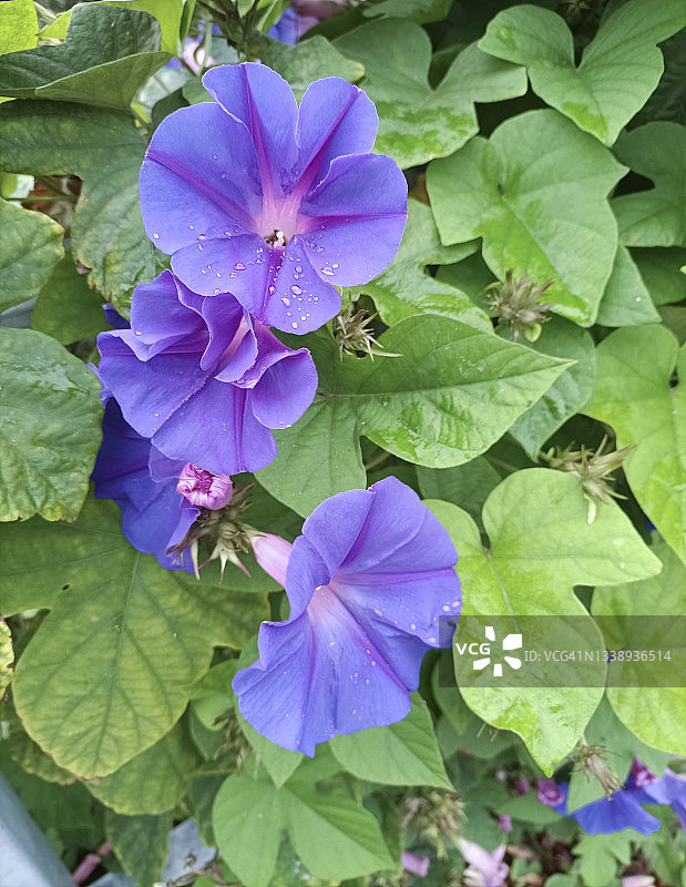 紫色茑萝花图片素材