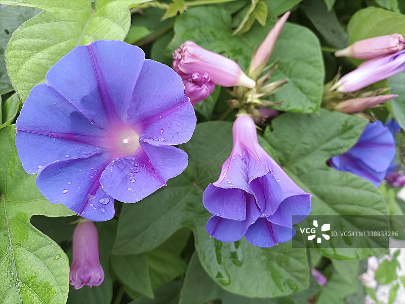 紫色茑萝花图片素材