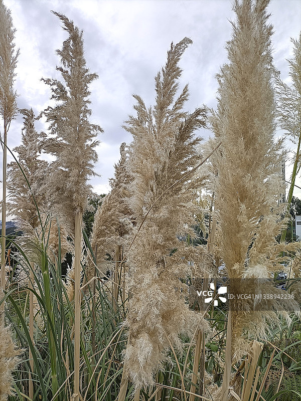 天空背景下的蒲苇图片素材