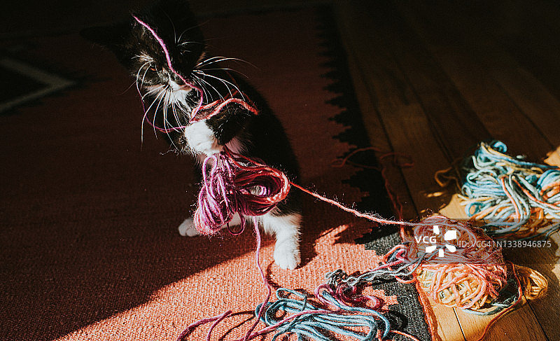 一只可爱的黑白小猫站立起来抓着一团五彩缤纷的羊毛球图片素材