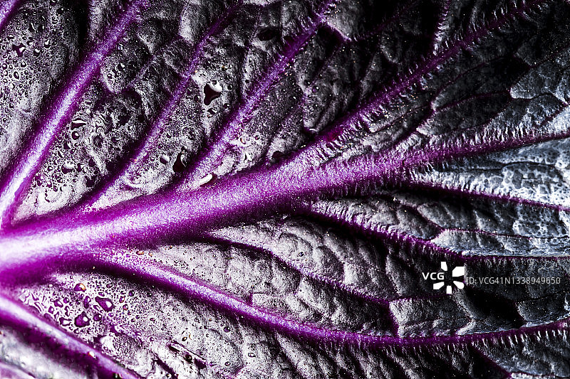 红卷心菜叶图片素材