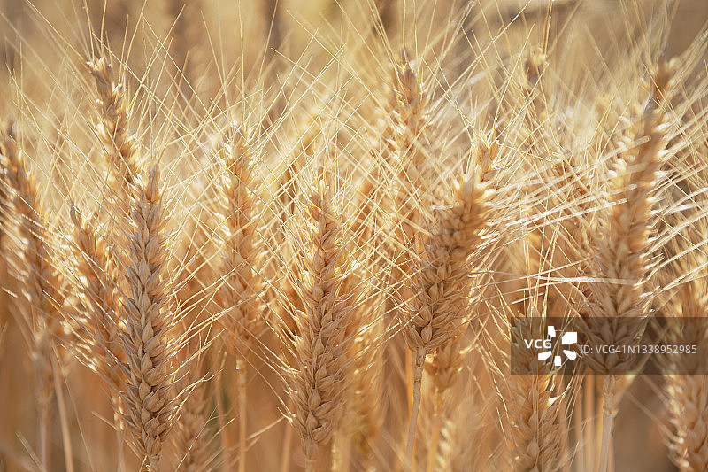 小麦籽粒图片素材