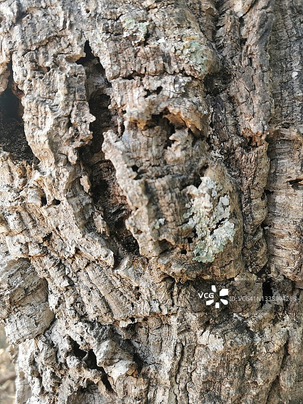 树皮，栓皮栎图片素材