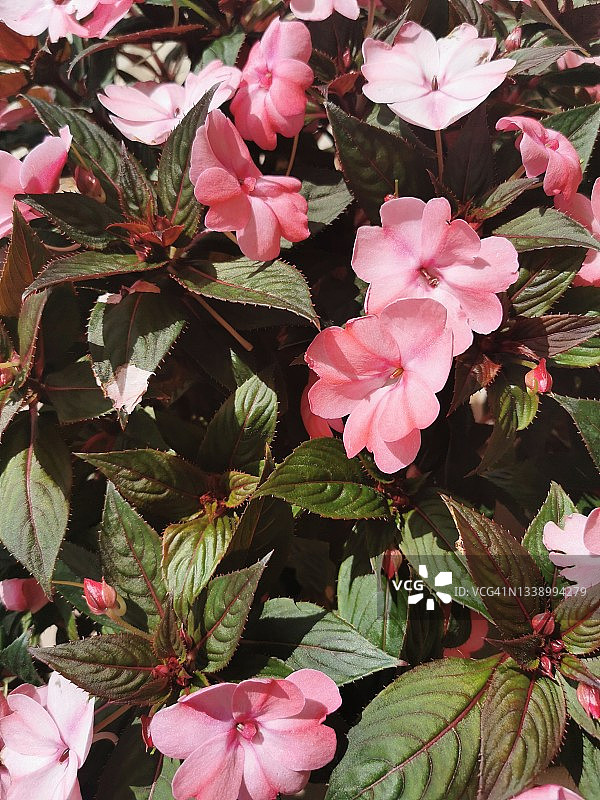 急性子的丽兹图片素材