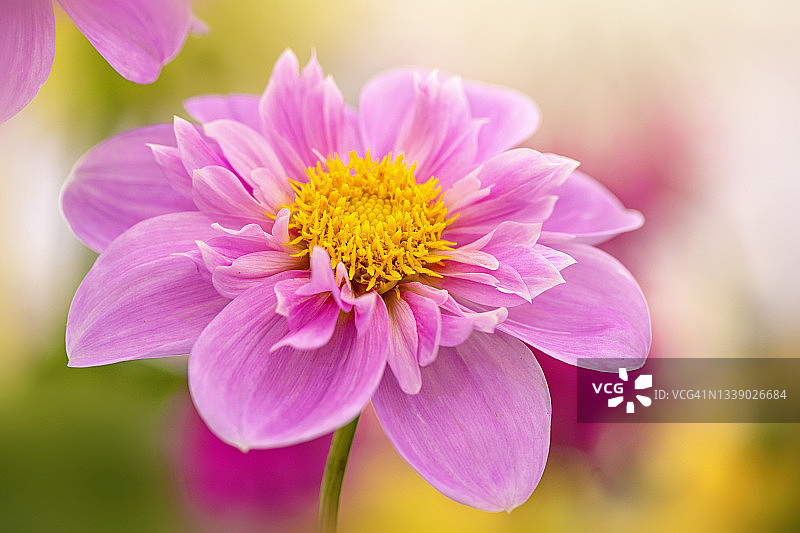 柔和的粉红色夏季领状大丽花全画幅图像特写图片素材