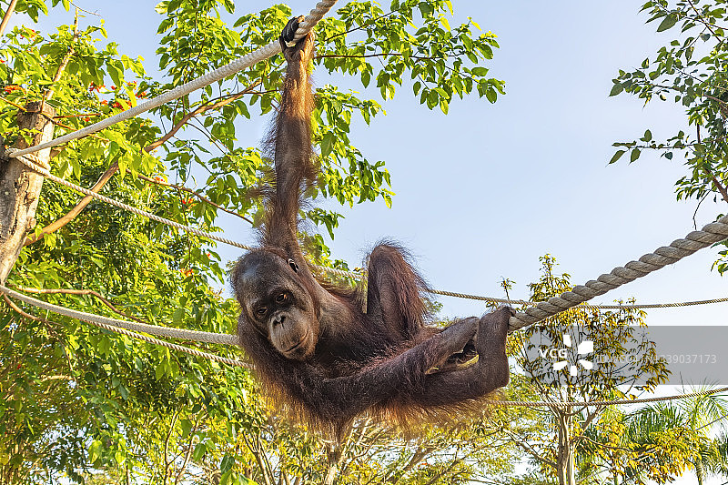 印尼，悬挂在树间绳索上的幼年猩猩图片素材