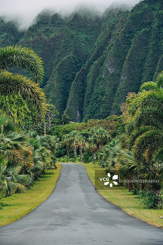 美国夏威夷瓦胡岛，雾中茂密雨林景观中的笔直道路图片素材