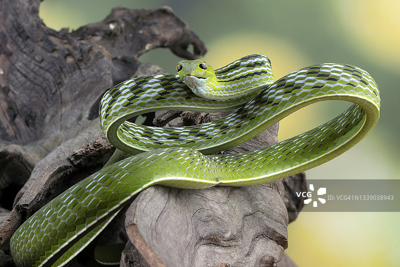 印度尼西亚树上的亚洲藤蛇特写图片素材