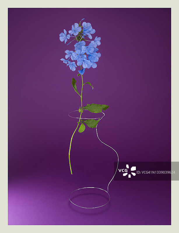 紫色背景上的概念花瓶和鲜花图片素材