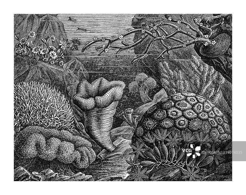 珊瑚古董雕刻插图图片素材