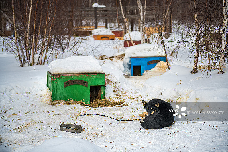 冬季俄罗斯西伯利亚贝加尔湖的雪橇犬舍图片素材