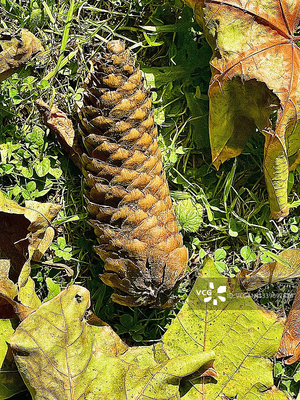 挪威云杉球果（欧洲云杉）图片素材