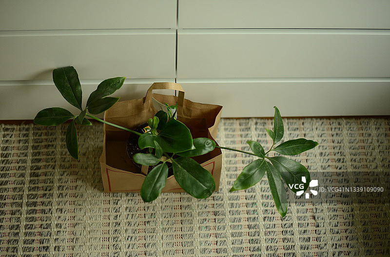 植物选购图片素材