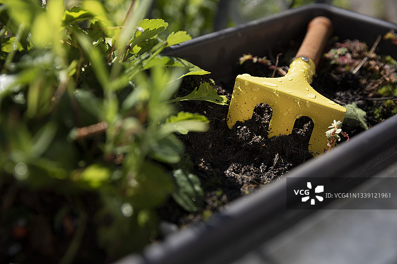 阳光明媚的日子里，小耙子放在室外窗台花盆的泥土上图片素材