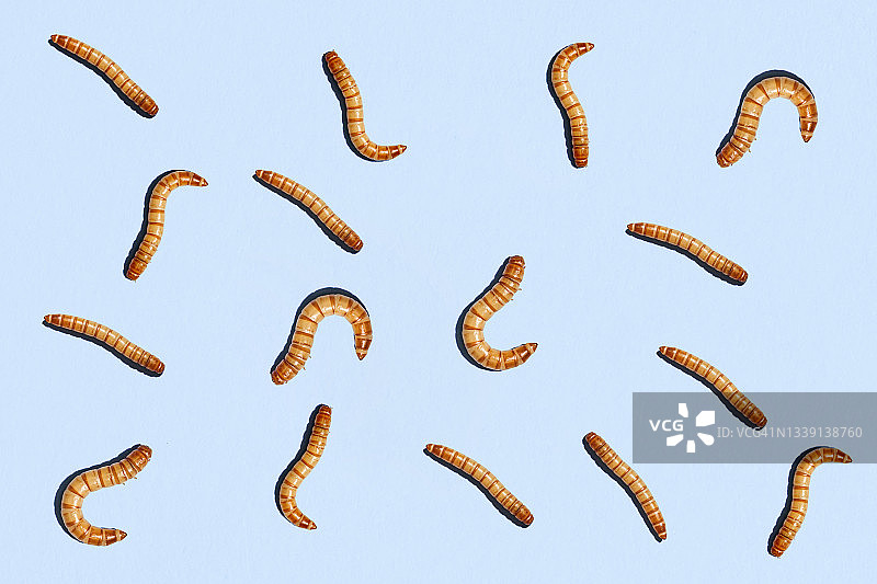 蓝色背景上的黄色面包虫图片素材