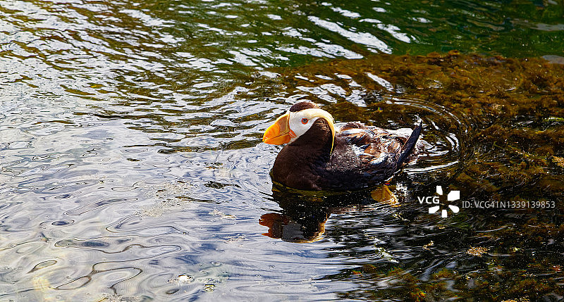游向摄影师的凤头海鹦图片素材
