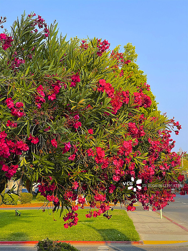 盛开的紫薇树图片素材