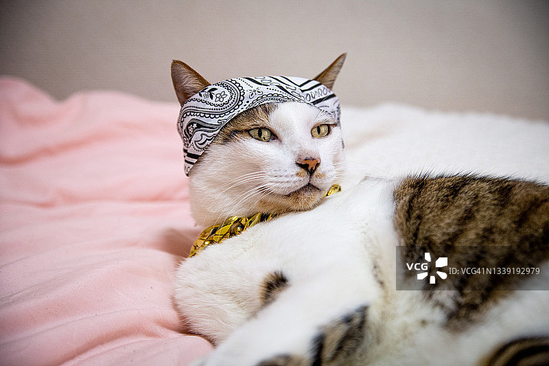 猫咪戴着头巾和太阳镜图片素材