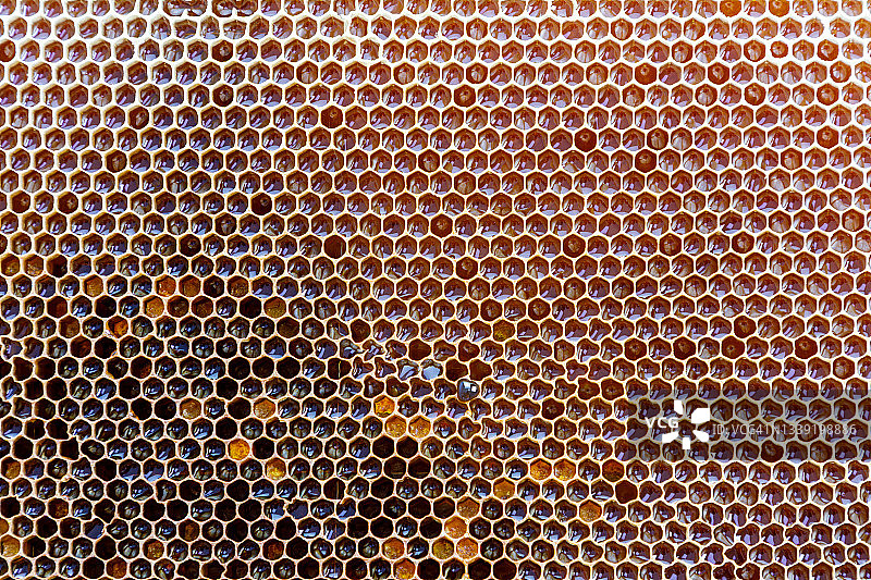 蜂窝和蜜蜂图片素材