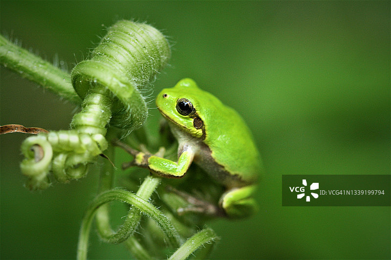 日本树蛙图片素材
