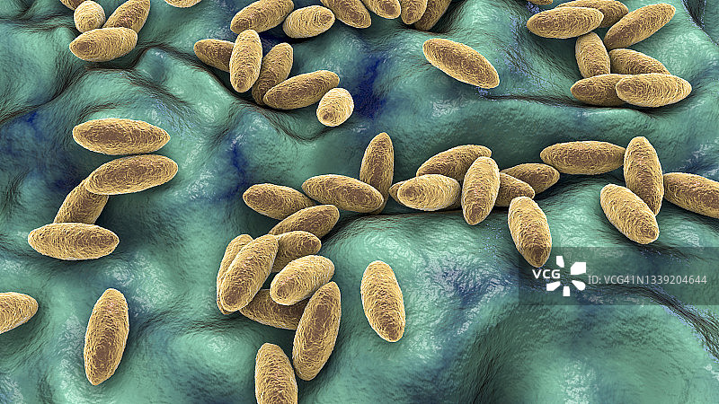 布鲁氏菌细菌，图示图片素材