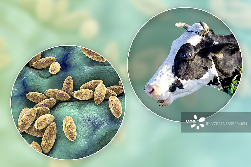 布鲁氏菌病插图图片素材