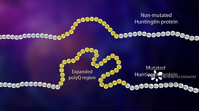 健康的亨廷顿蛋白突变图示图片素材