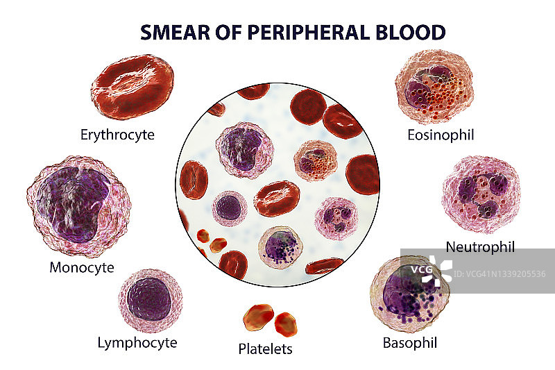 血细胞插图图片素材