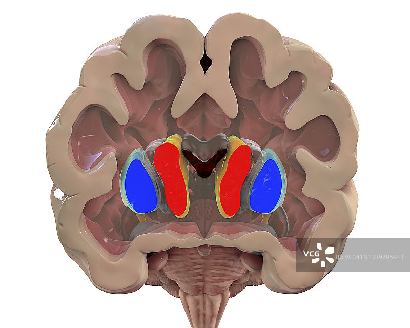 基底神经节，示意图图片素材