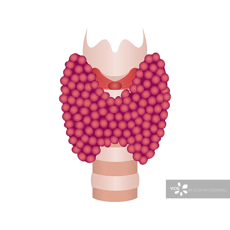甲状腺、插图图片素材