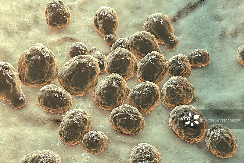 新型隐球菌插图图片素材