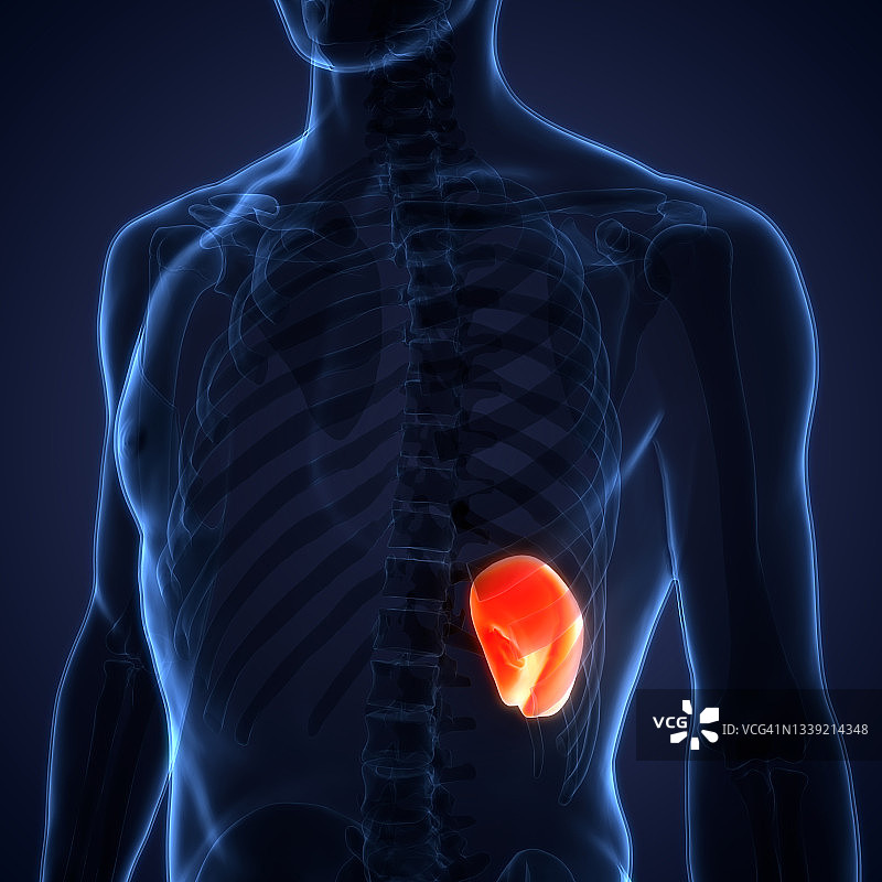 人体内部器官脾脏解剖结构图片素材