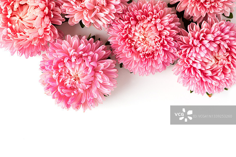 白色背景上的菊花图片素材