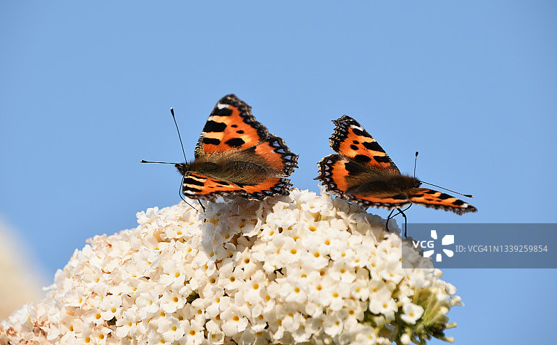 蓝天下的蝴蝶图片素材