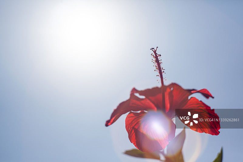 木槿花，马来西亚图片素材