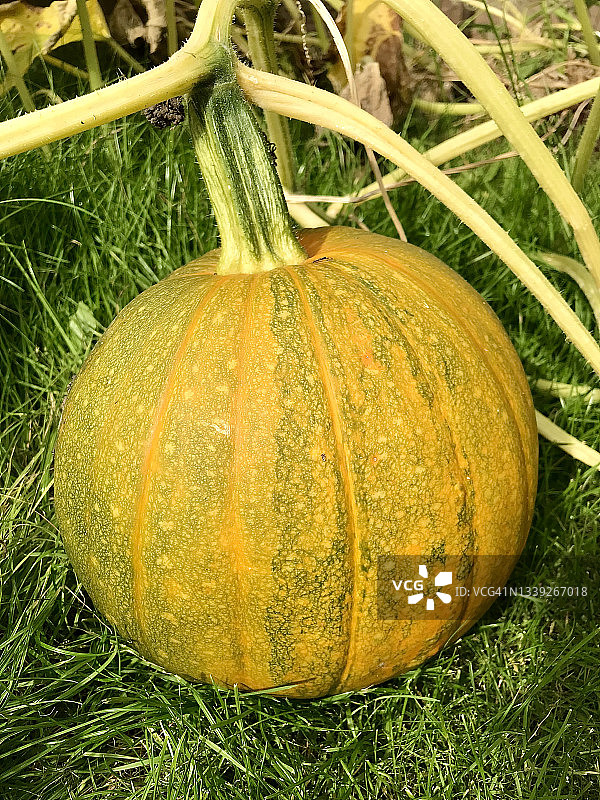南瓜（Cucurbita）图片素材