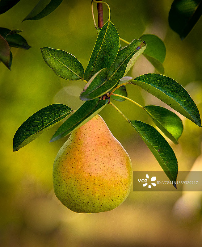 单颗成熟的梨子图片素材