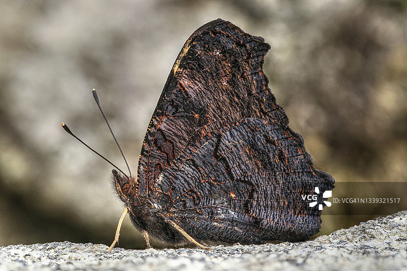 孔雀蝶图片素材