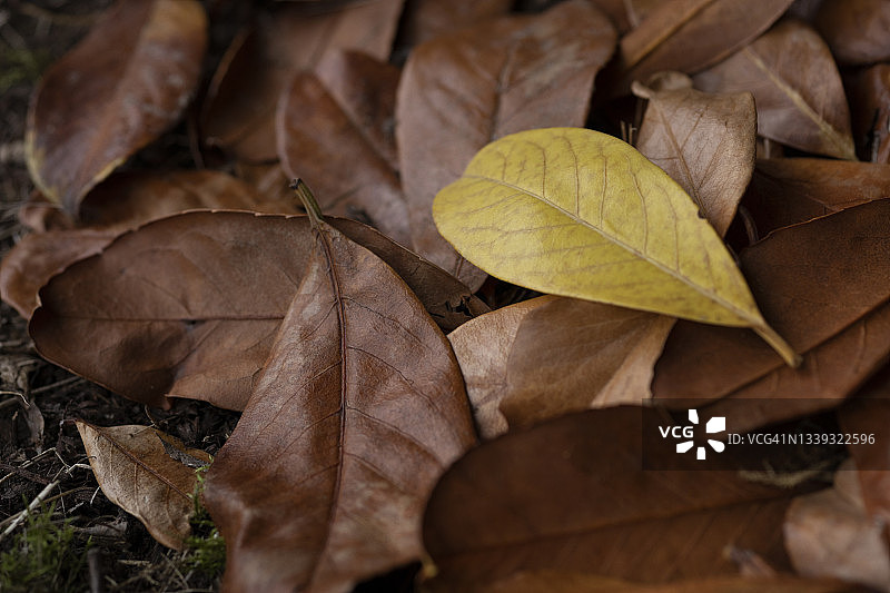 后院地面上，一片黄色月桂叶落在棕色的秋叶中图片素材