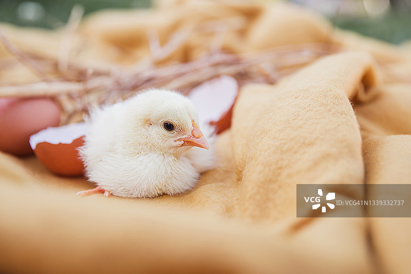在黄色毯子上玩耍的小鸡图片素材