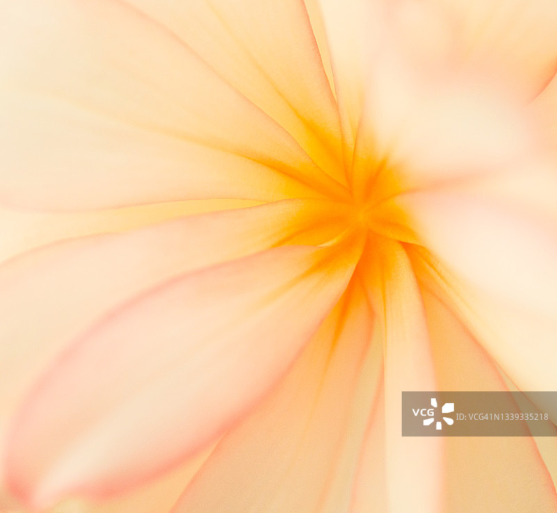 Begonia花瓣的虚焦特写图片素材