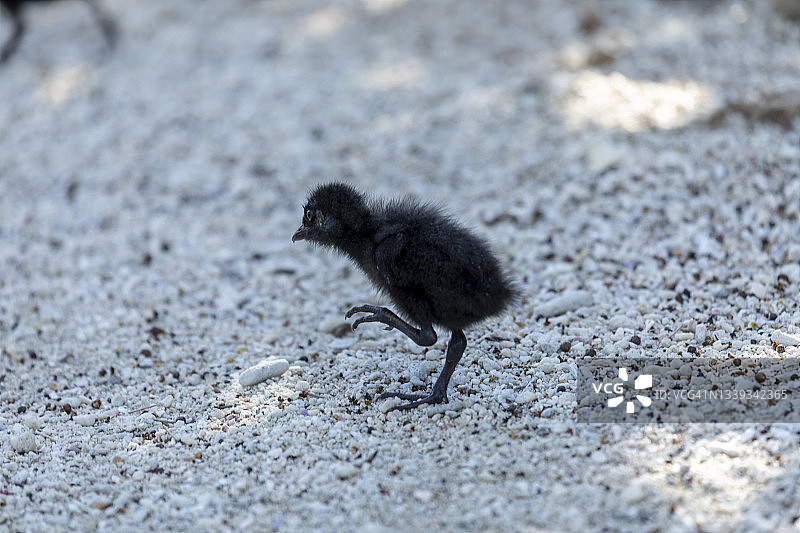 澳洲 Lady Elliot 岛上的小 Buff-Banded Rail 鸟图片素材