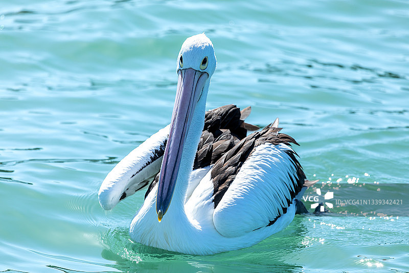 在清澈海水中看着镜头的鹈鹕，澳大利亚图片素材